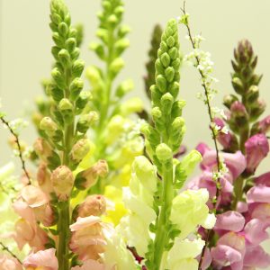 1月のお花 キンギョソウ②