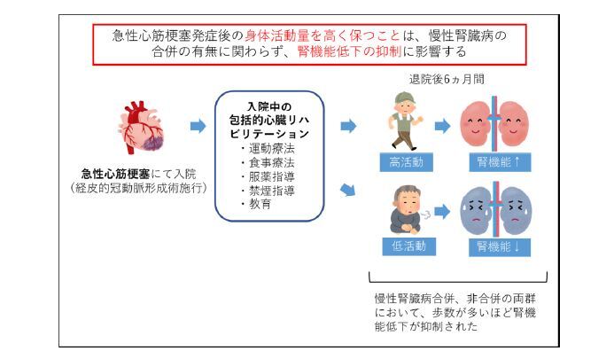 歩いて腎臓を守る 退院後の自主的な歩数管理がカギ 心筋梗塞発症後の身体活動量を高く保つことは腎機能低下を抑制する 東北大学病院