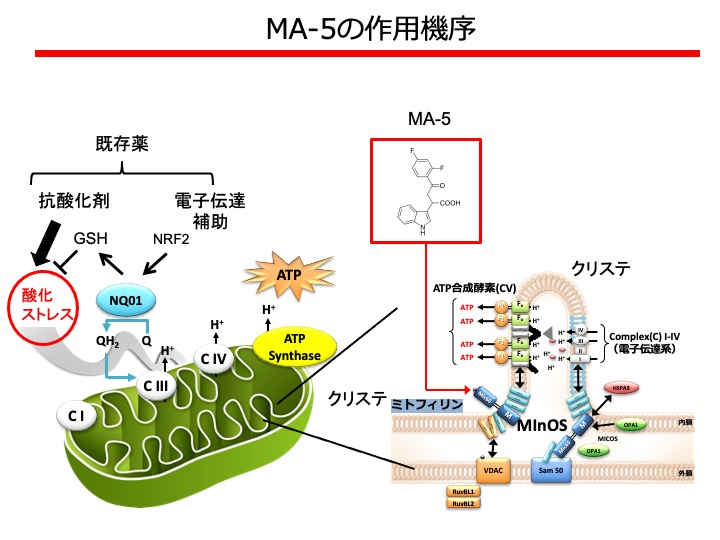 大割引 世界初・日本発：ミトコンドリア病克服への第一歩 語学+参考書